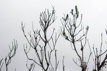 Silueta de árbol en un páramo a contraluz