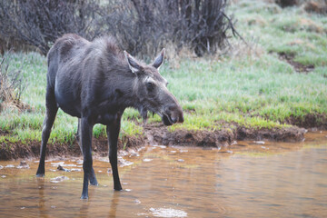 Moose in water