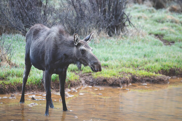 Fototapeta premium Moose in water