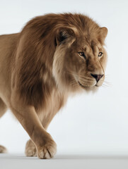 Obraz premium Powerful Male Lion With Lush Mane