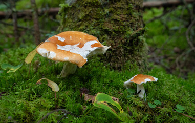 Fungi kingdom, macro photography of mushroom and mycelium in a forest 