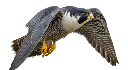 Isolated Peregrine falcon soaring during flight, bird of prey spreading wings against sky