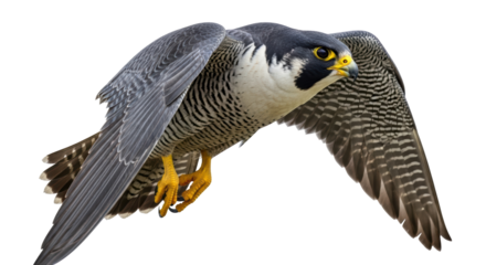 Isolated Peregrine falcon soaring during flight, bird of prey spreading wings against sky