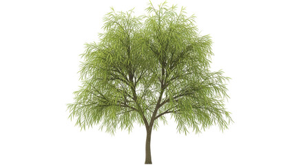 Isolated graceful weeping willow tree casting pleasant shade in park or garden setting