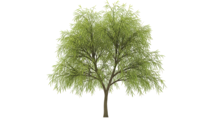 Isolated graceful weeping willow tree casting pleasant shade in park or garden setting