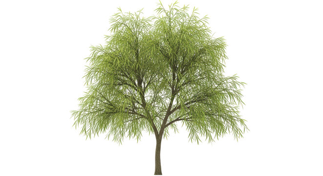 Isolated graceful weeping willow tree casting pleasant shade in park or garden setting