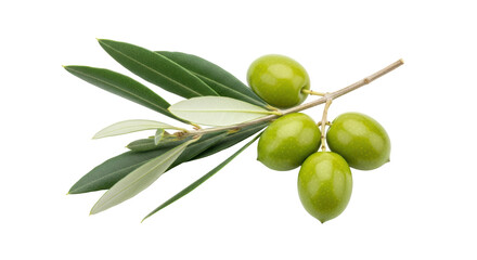 Isolated green olives on a twig with leaves a healthy and vibrant fruit bunch in detail