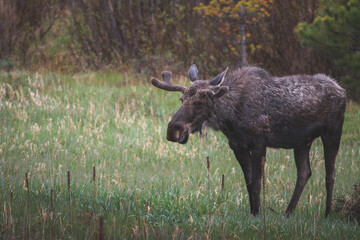 Fototapeta premium Bull Moose Eating Grass
