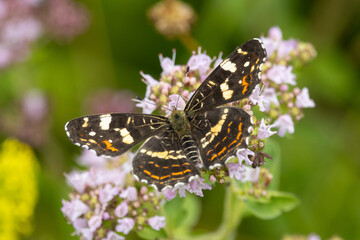Landkärtchenfalter mit ausgebreiteten Flügeln © Aloisia