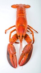 Lobster on white background