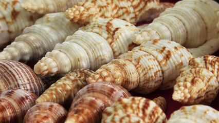 Colorful seashells displayed in a beach shop at Fort Kochi, Kerala, India