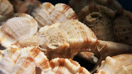 Colorful seashells displayed in a beach shop at Fort Kochi, Kerala, India