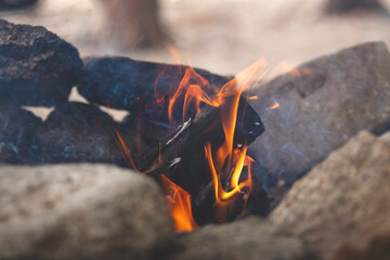 Campfire in the Forest