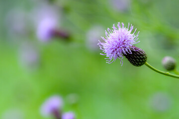 The thistle flower blooming in the field, scientific name: Circium japonicum Fisch. ex DC