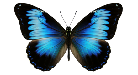 Isolated Blue Morpho butterfly displaying its vibrant colors and intricate wing patterns