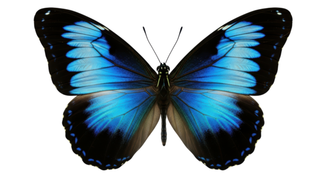 Isolated Blue Morpho butterfly displaying its vibrant colors and intricate wing patterns
