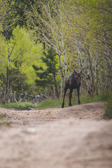 Moose in an aspen forest