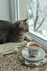 A cat sits on a windowsill with a cup of aromatic coffee. Winter photo of a domestic cat.

