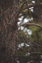 Hummingbird on a Pine Branch