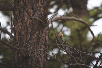 Hummingbird on a Pine Branch