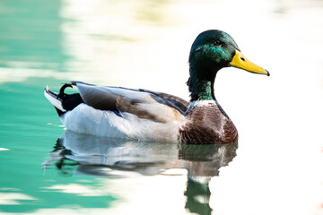 Fototapeta premium Colorful duck floating still over bright blue lake reflecting in silence