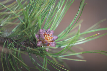 Pinecone Branch