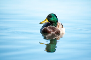 Colorful duck floating still over bright blue lake reflecting in silence