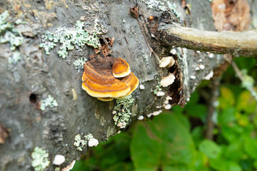 Fungi kingdom, macro photography of mushroom and mycelium in a forest 