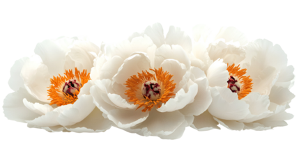Elegant White Peonies Cluster with Orange Centers on a Transparent Canvas for Creative Designs