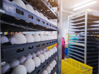 Close up the duck eggs in grading process for eggs selection