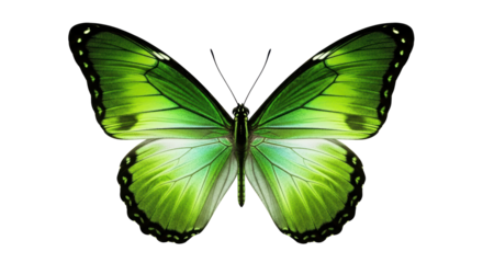 Isolated lime green butterfly with wings spread open, a beautiful colorful insect insecta