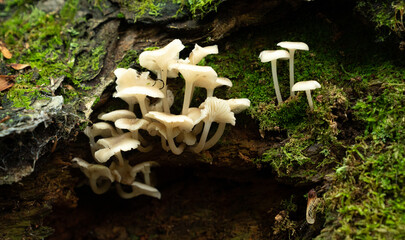 Cluster of delicate white bonnet mushrooms (Mycena species) growing on a moss-covered decaying log in a damp forest.