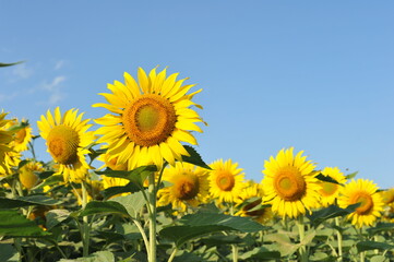 A field of yellow sunflowers against the blue sky.

