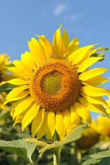 A field of yellow sunflowers against the blue sky.
