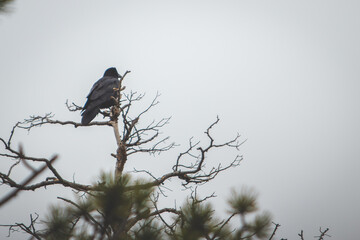 Raven on a Pine Tree