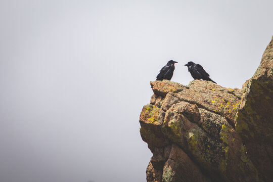 Ravens on a boulder