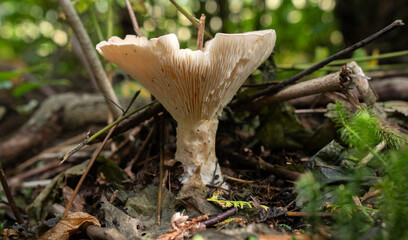 Fungi kingdom, macro photography of mushroom and mycelium in a forest 