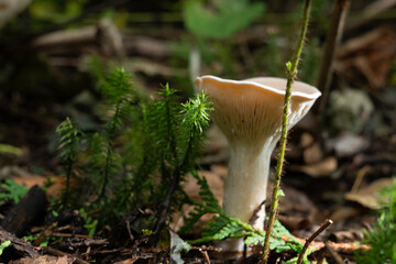 Fungi kingdom, macro photography of mushroom and mycelium in a forest 