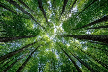 Obraz premium Lush forest canopy seen from below. Sunlight filters through vibrant green leaves. Tall, slender trees rise towards a bright sky