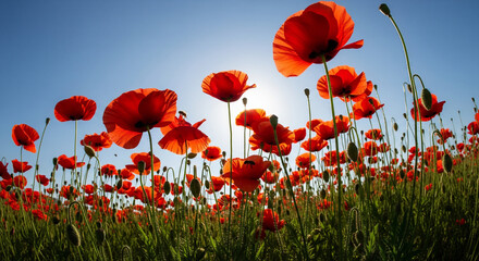 Obraz premium Vibrant red poppies sway gently under a clear blue sky, their delicate petals catching the warm sunlight in a breathtaking natural display, perfect for spring and summer themes.