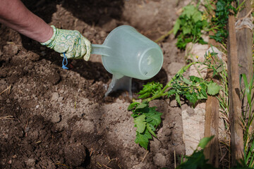 Watering tomato bushes with a plastic bucket. A woman watering tomato seedlings. Garden chores in a country house. Fertilizing seedlings.