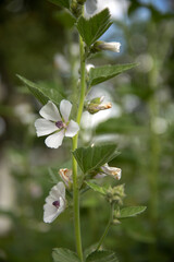 Close-up of Althaea officinalis L. flower, known as marshmallow plant, on a natural green background. Medicinal herb and garden plant used in traditional medicine.