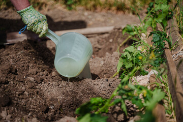 Watering tomato bushes with a plastic bucket. A woman watering tomato seedlings. Garden chores in a country house. Fertilizing seedlings.