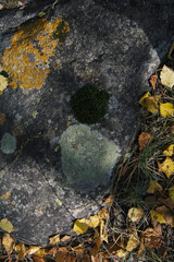 autumn in the forest , close up nature photo