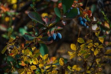 yellow autumn leaves and blue barberries close up nature photo for wallpaper