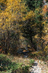 Fototapeta premium autumn in the forest nature landscape