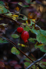 Obraz premium autumn rosehip red berries and leaves 