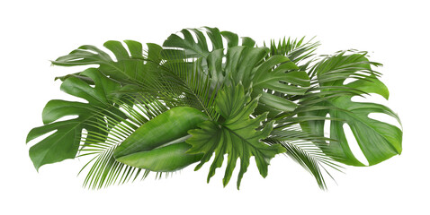 Green leaves of tropical trees arranged in beautiful composition against white background