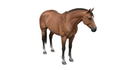 Isolated chestnut horse standing, a beautiful equine animal for equestrian activities