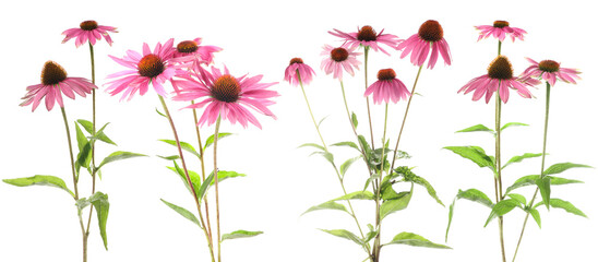 Pink Echinacea flowers isolated on white, set